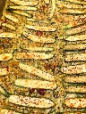 gratin de courgettes du soleil.webp